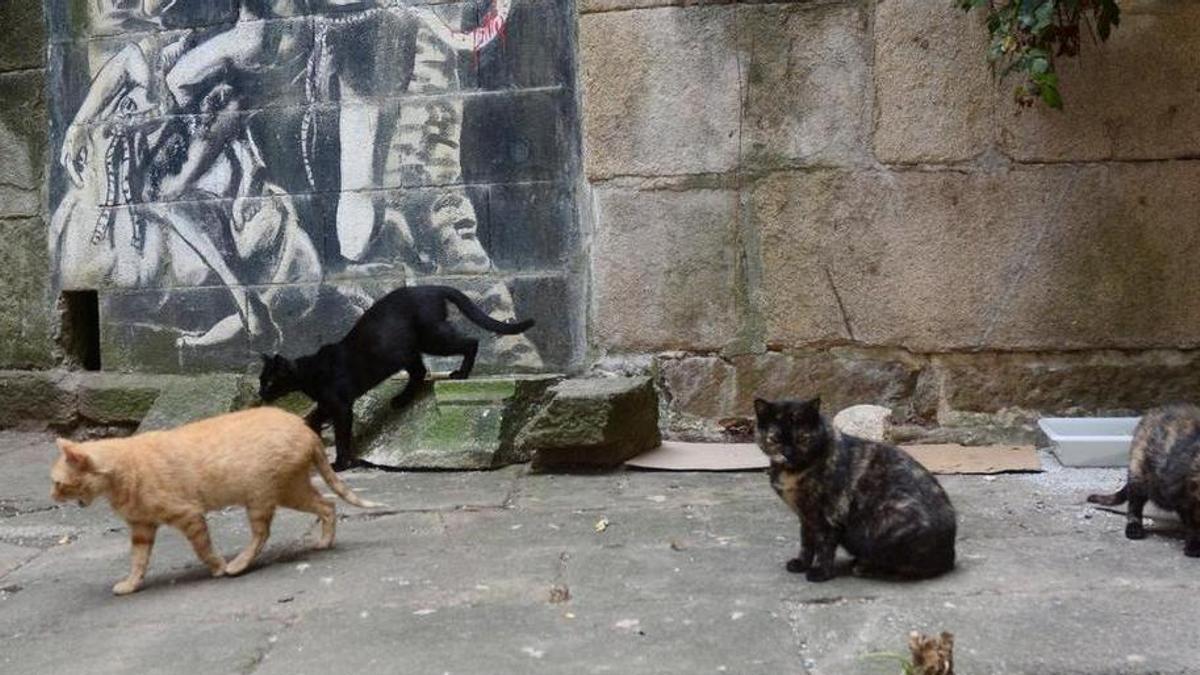 Una colona de gatos callejeros
