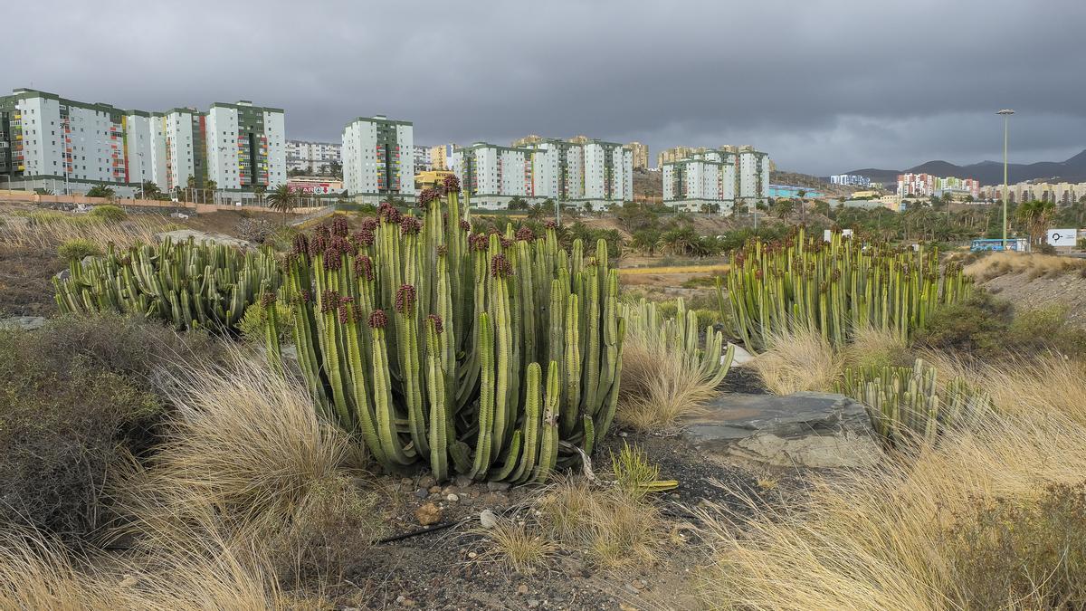 Vista del valle de Jinámar, donde el Gobierno de Canarias proyecta 37 nuevas viviendas sociales.