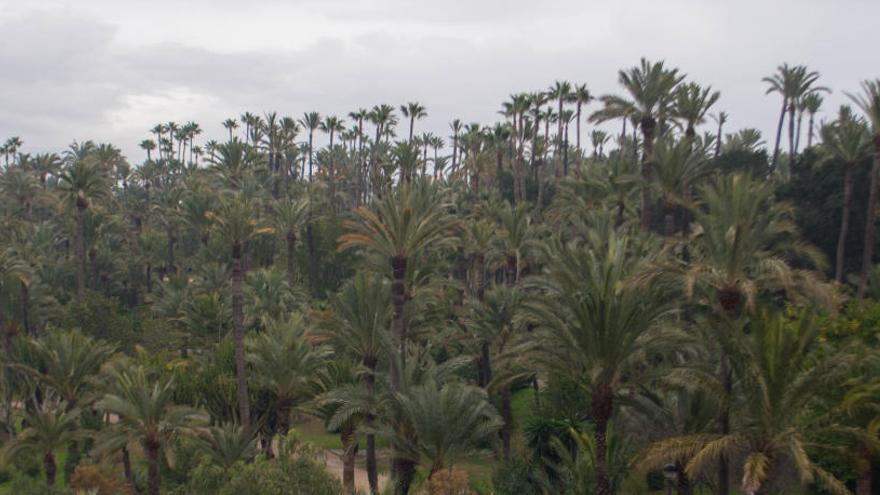 El picudo cae un 41% en el Palmeral Histórico y la tala se reduce a 246 ejemplares