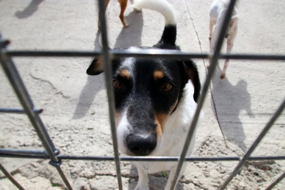 Los ingresos del refugio son destinados a la recuperación y subsistencia de perros y gatos.