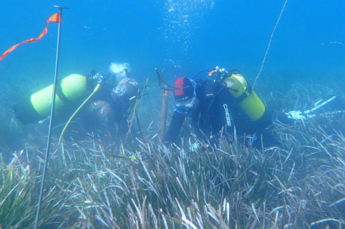 Investigadors treballant en una praderia marina en una actuació vinculada als estudis sobre ecosistemes aquàtics del CEAB