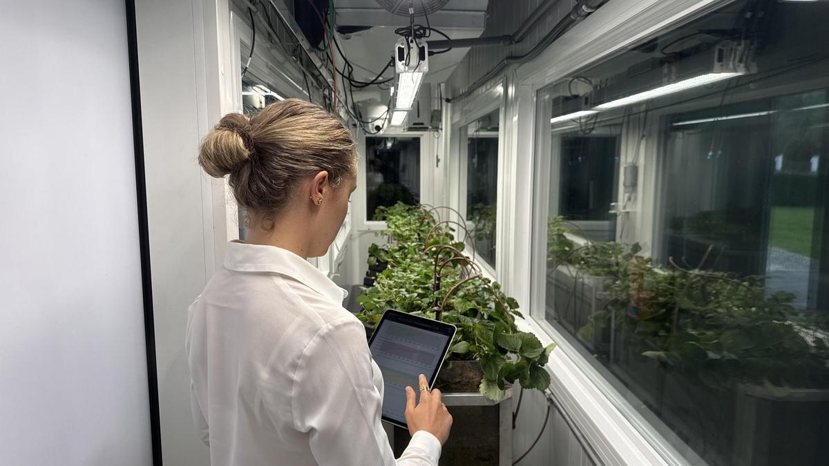 Fresas Simulador Climatico datos