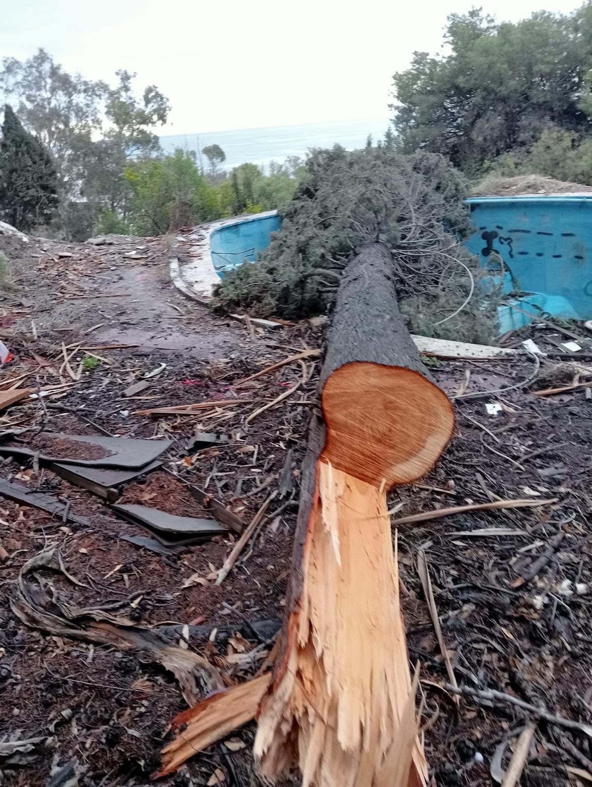 Uno de los árboles talados en la parcela de la calle Torre de San Telmo.
