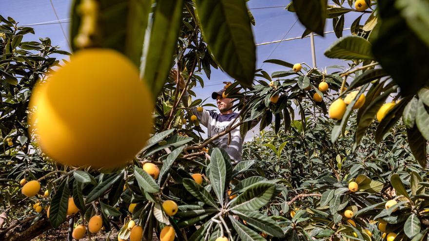 El cambio climático ahoga a la agricultura protegida