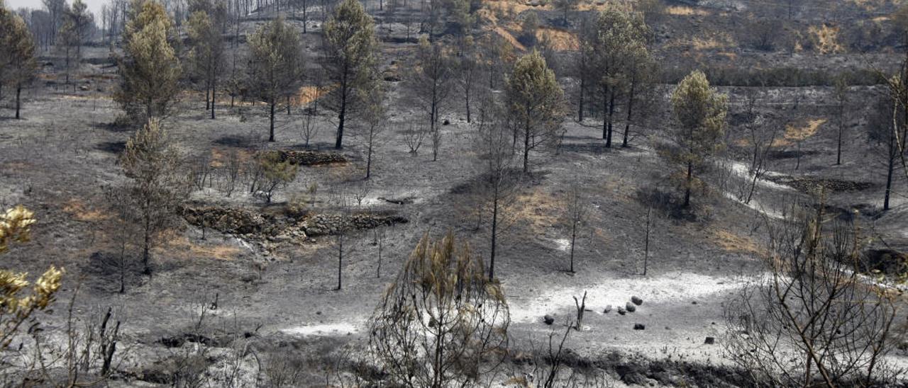 Medio Ambiente adjudica los primeros trabajos de restauración forestal de los incendios de 2012