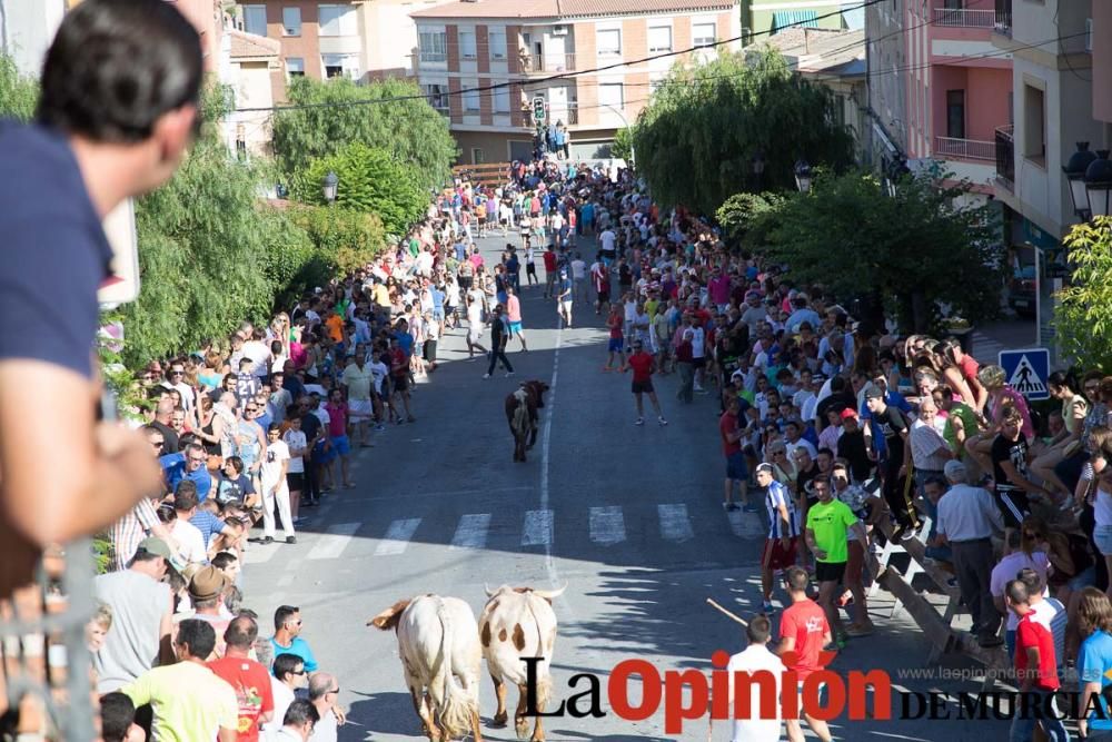 Suelta de toros en Moratalla