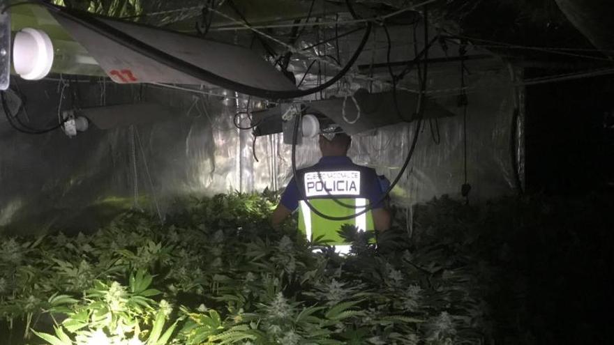 Desmantelan un laboratorio de marihuana gestionado por un matrimonio de Gandia