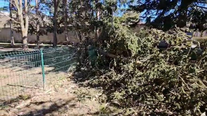 L'episodi de vent a Girona deixa arbres i senyals caigudes