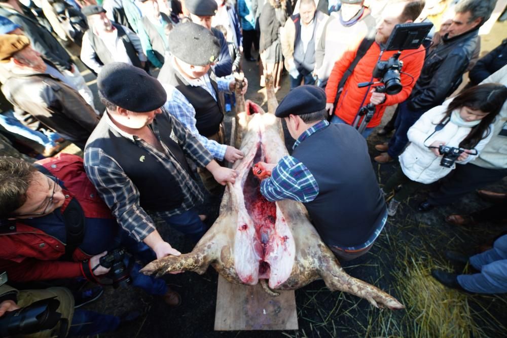 Donsión celebra por todo lo alto su Matanza Tradicional do Porco