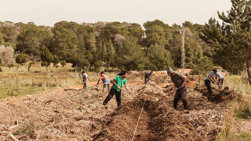 Impulsan la plantación de más de 900 árboles frutales en fincas agrícolas de Ibiza