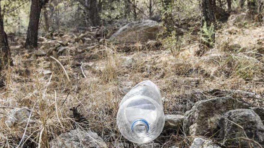 Pinadas del Benacantil y de la Serra Grossa, afectadas por la sequía.