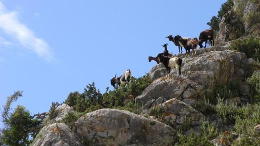 Gefräßige Ziegen bedrohen auf den Balearen die Flora.