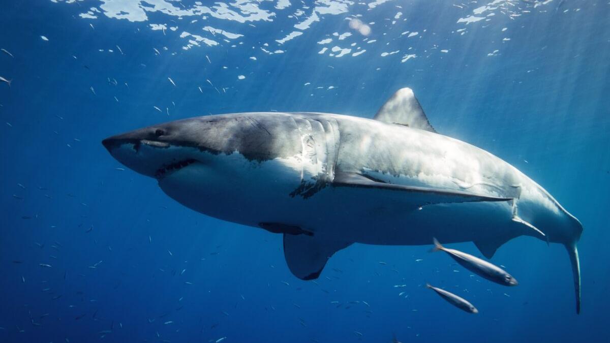 Toque de atención a España, segundo mayor comercializador de tiburones del mundo