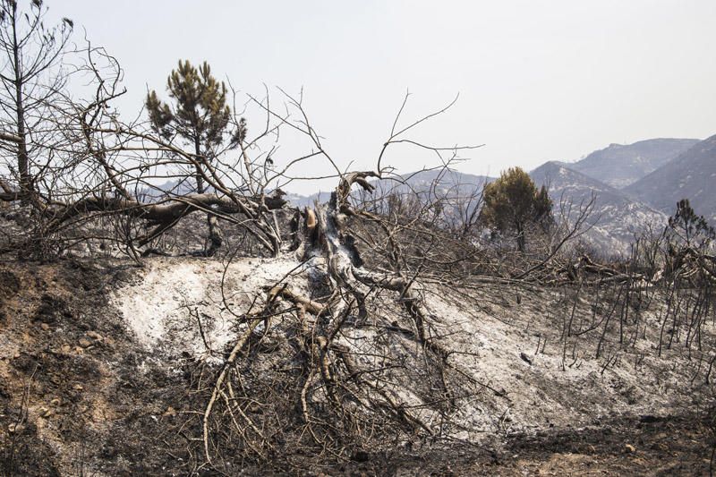 El paraje de El Surar, arrasado por el incendio