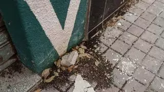 Alertan de una plaga de galeruca en el barrio de Bellavista en Mérida: "Las larvas caen en masa al suelo"