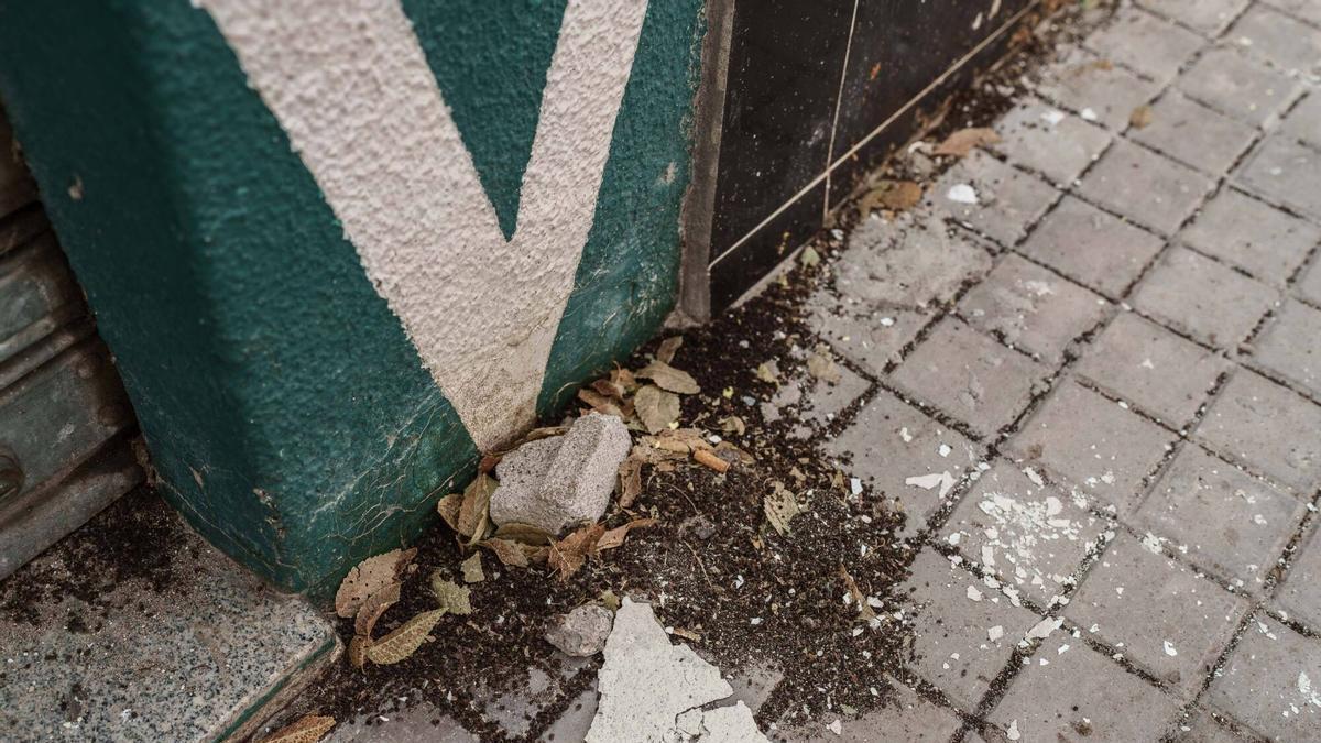 Vídeo | Alertan de una plaga de galeruca en el barrio de Bellavista en Mérida
