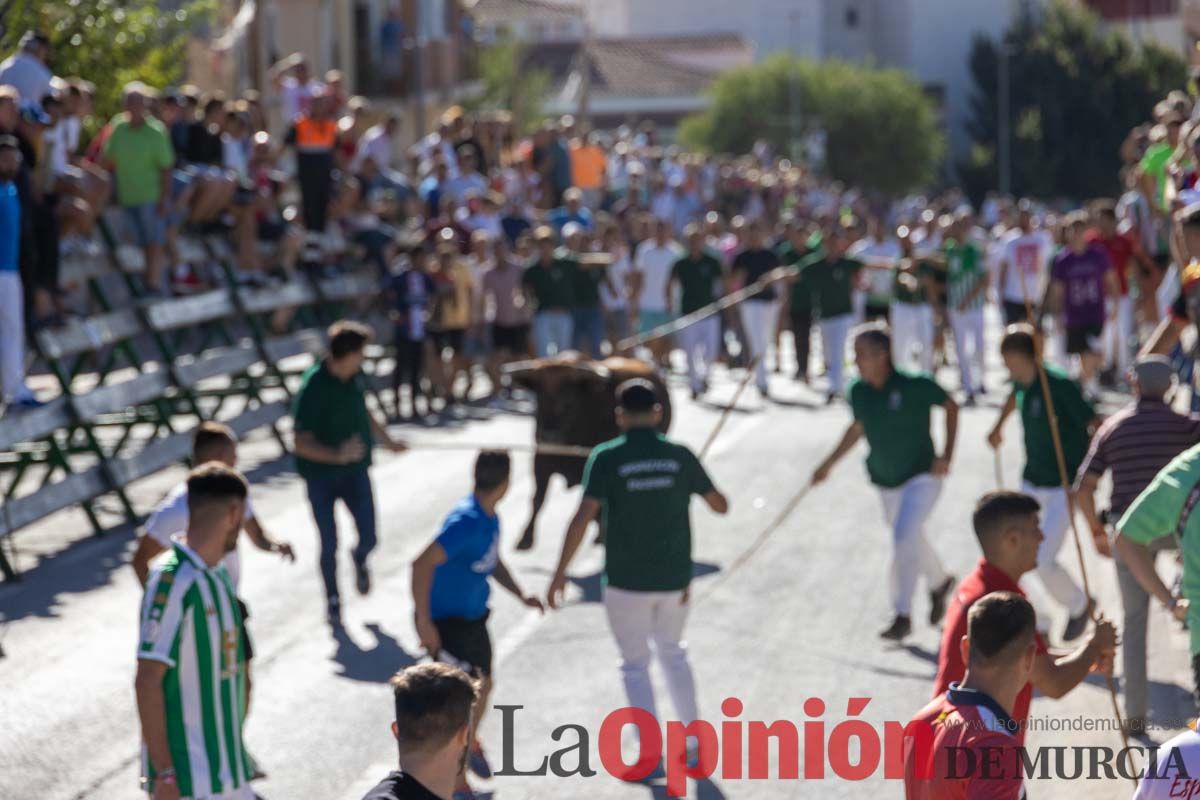 Quinto encierro de la Feria del Arroz de Calasparra