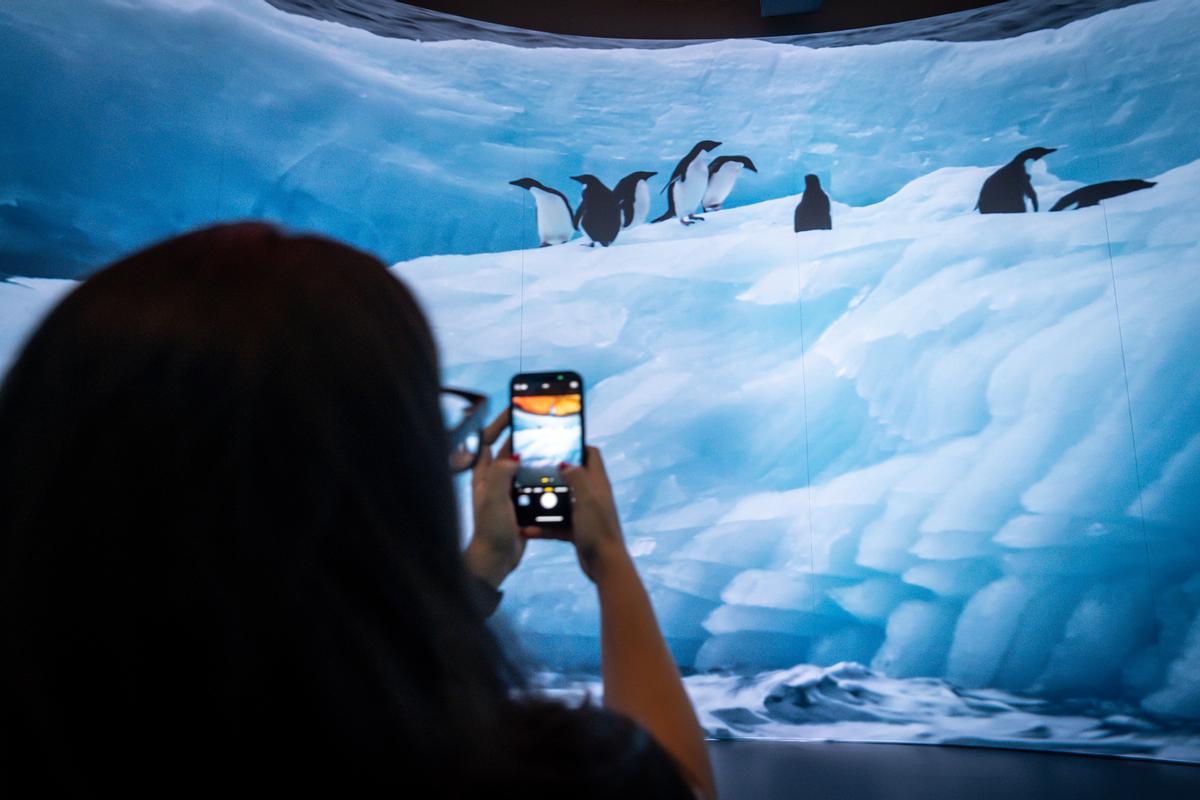 Llega Antarctica Experience,  exposición inmersiva en la Cúpula Arenas