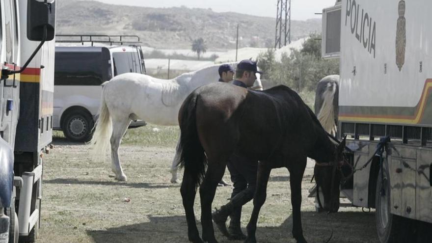 Caballos en mal estado hallados en un poblado chabolista.