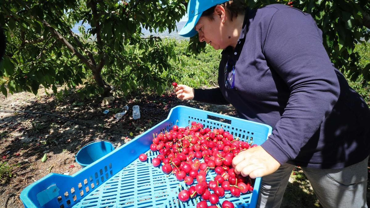 2 millones de kilos. IGP Cerezas de la Montaña de Alicante.