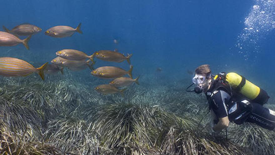 Un submarinista en una pradera de posidonia en Ibiza.