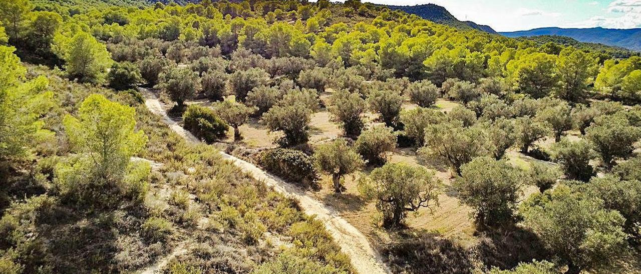 Imagen de la ladera norte de Sierra Escalona, un espacio protegido en el que se contempla el camping de 50.000 metros cuadrados.