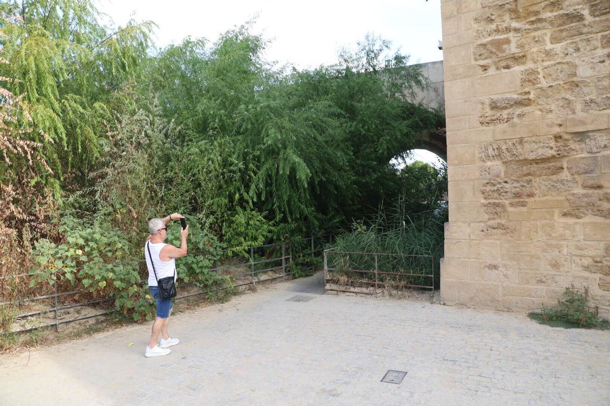 La vegetación toma el Puente Romano