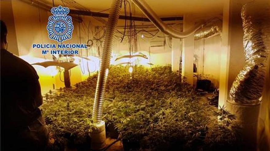 Hallan 357 plantas de marihuana en un adosado de les Alqueries