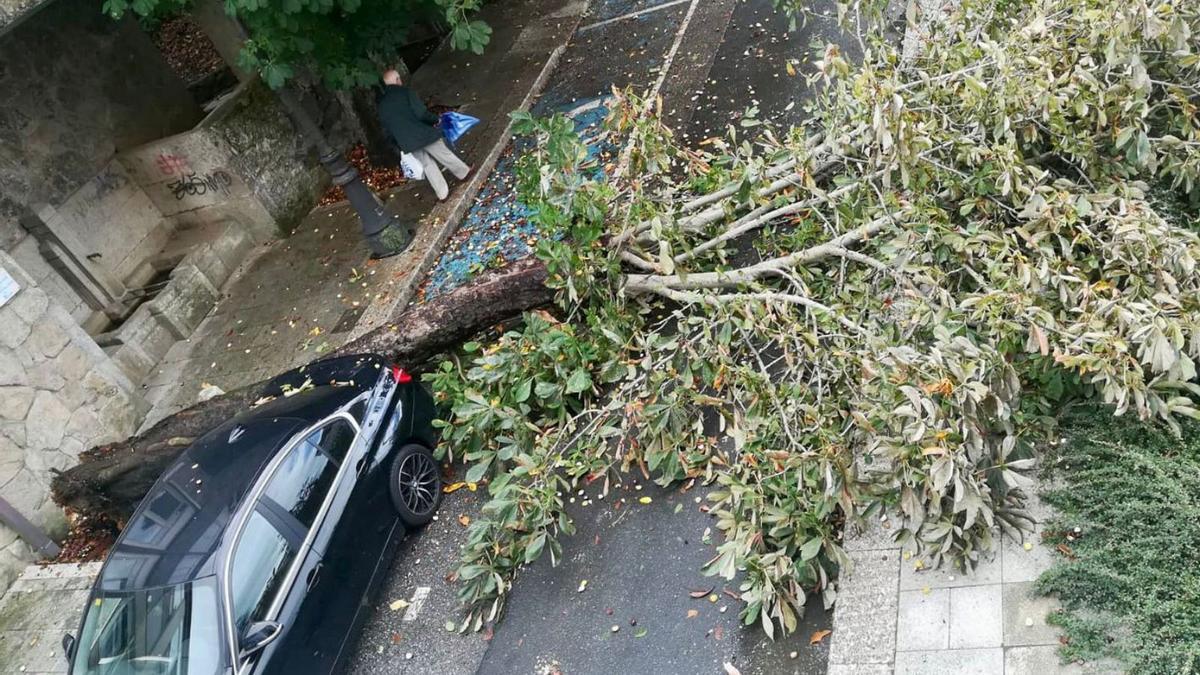 Cae un árbol en la rúa Castelao sin daños materiales