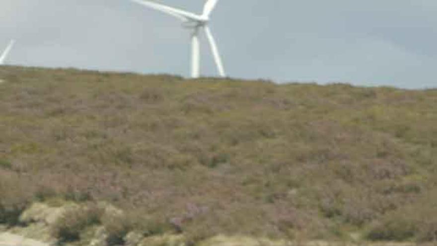 Un corzo cruza la calzada en la sierra de Lubián.