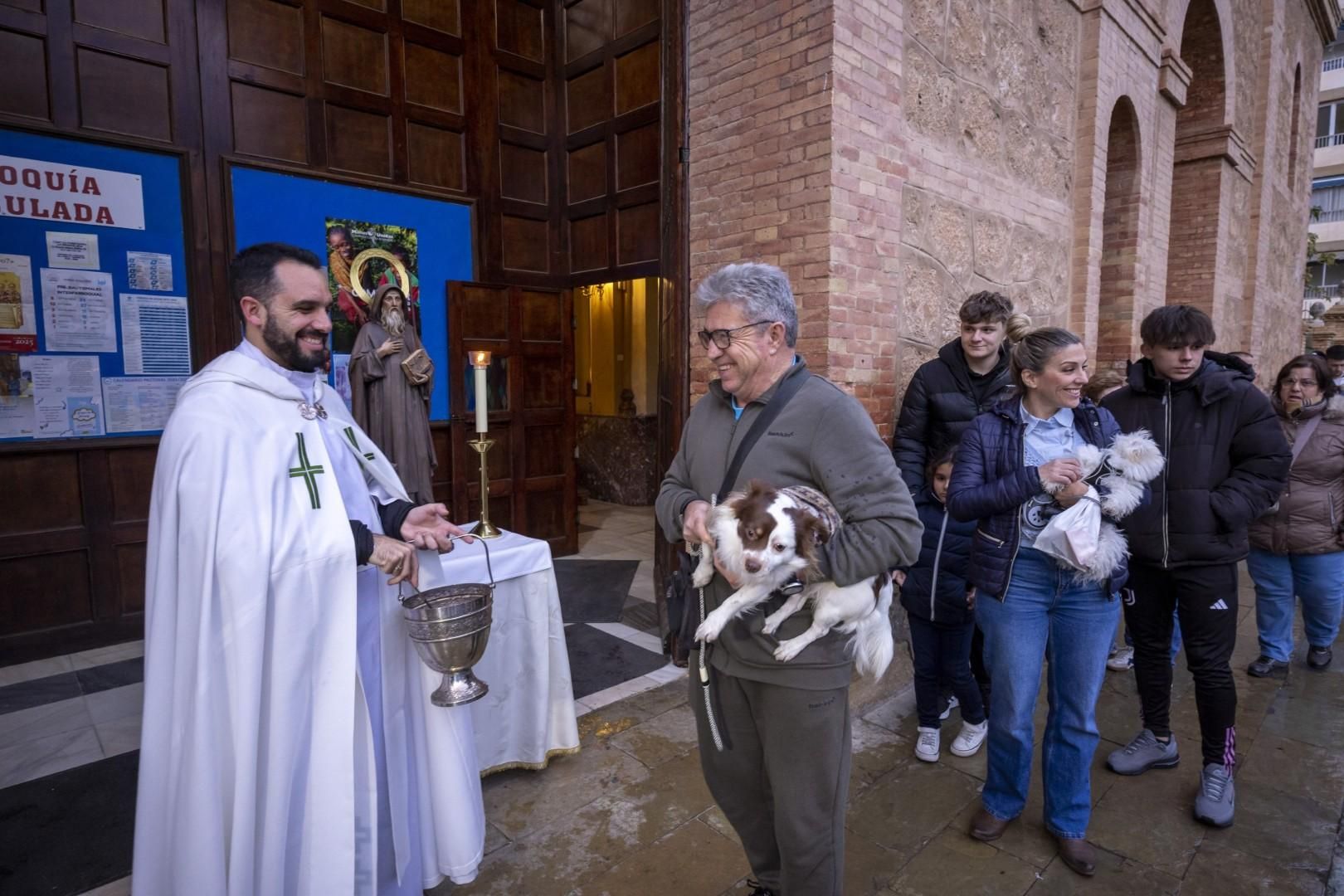 Bendición de animales por San Antón bajo una lluvia invernal en Torrevieja