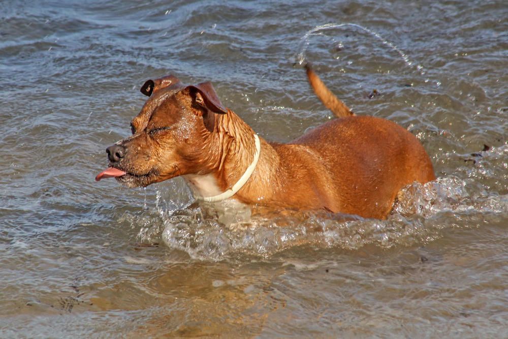Docenas de usuarios de las playas acompañados de sus perros acudieron a Punta Margallo a pedir respeto y civismo en estos tramos litorales tras los "actos de sabotaje" de las señalizaciones
