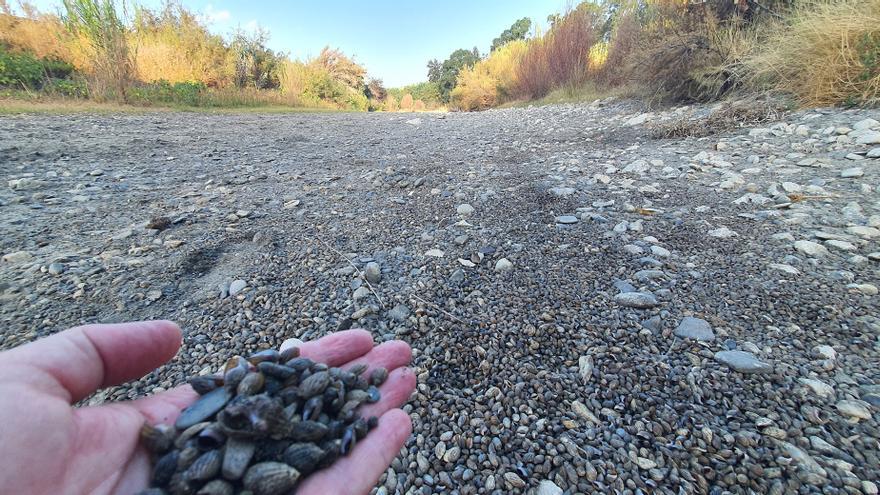 Ecologistas en Acción advierte de que el río Guadiaro &quot;ha muerto en su zona media-baja&quot;