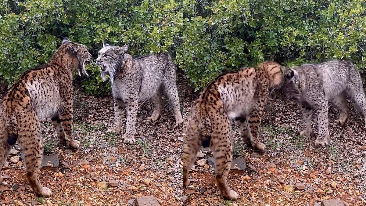 Dos linces ibéricos peleando a cabezazos en Ciudad Real se convierte en vídeo viral en redes sociales