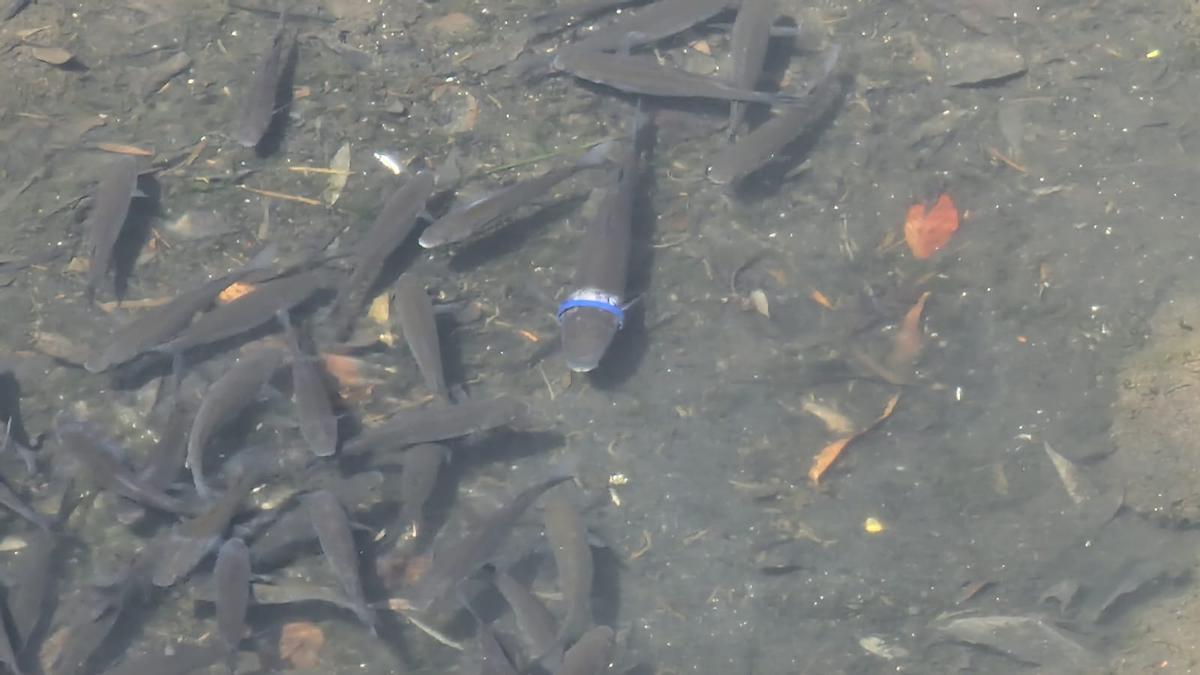 Un pez herido por los plásticos.