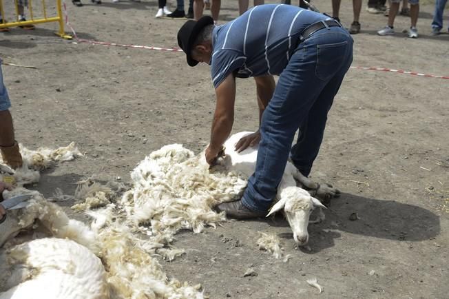 FERIA GANADO ARUCAS