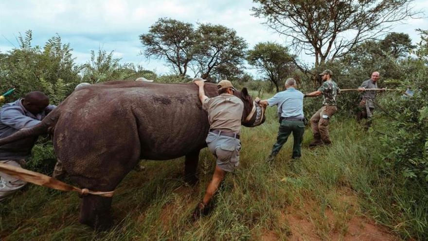 Ruanda reintroduce los rinocerontes negros en un parque natural