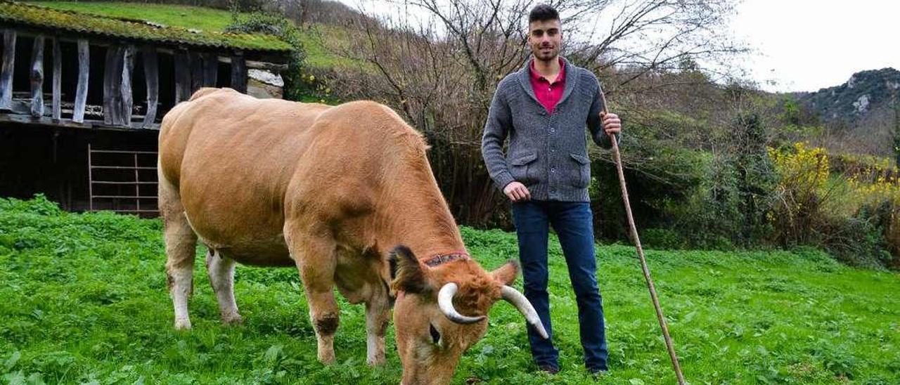 Jorge Nicieza Fernández con la vaca preferida de su abuelo, &quot;La Rubia&quot;, en una finca de Proaza.