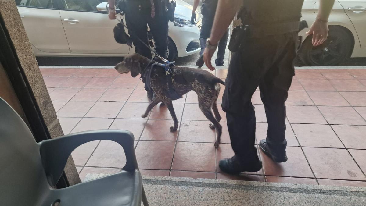 Uno de los perros, tras registrar uno de los bares