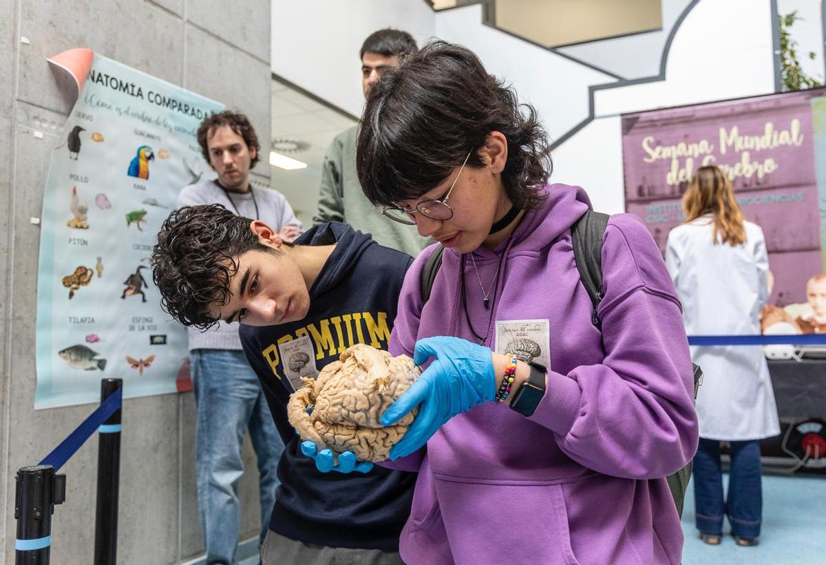 Estudiantes observan con detalla la morfología cerebral