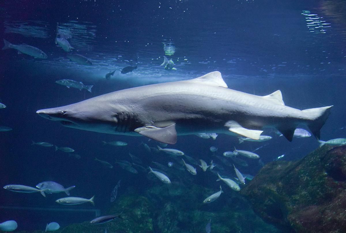 Tiburón toro en Acuario Gijón