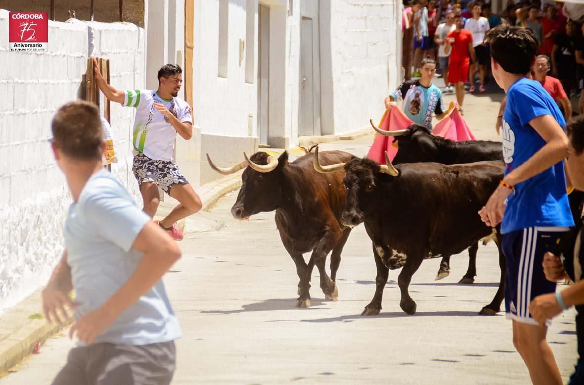 FOTOGALERÍA/ Vaquillas en El Viso