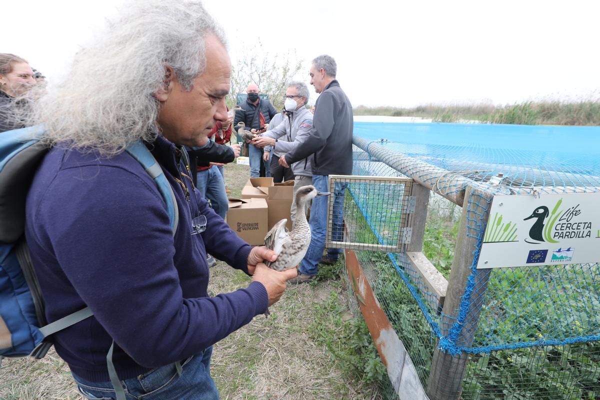 El proyecto Life Cerceta ha sido determinante para la prohibición de la caza nocturna en El Hondo de Elche y Crevillent, así como en las Salinas de Santa Pola