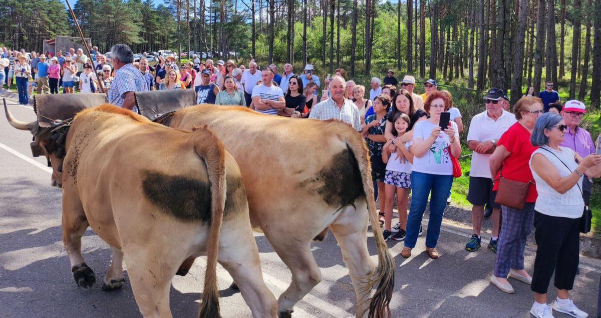 TRASHUMANCIA UNESCO Los trashumantes marcan el camino a la sidra y logran ser Patrimonio
