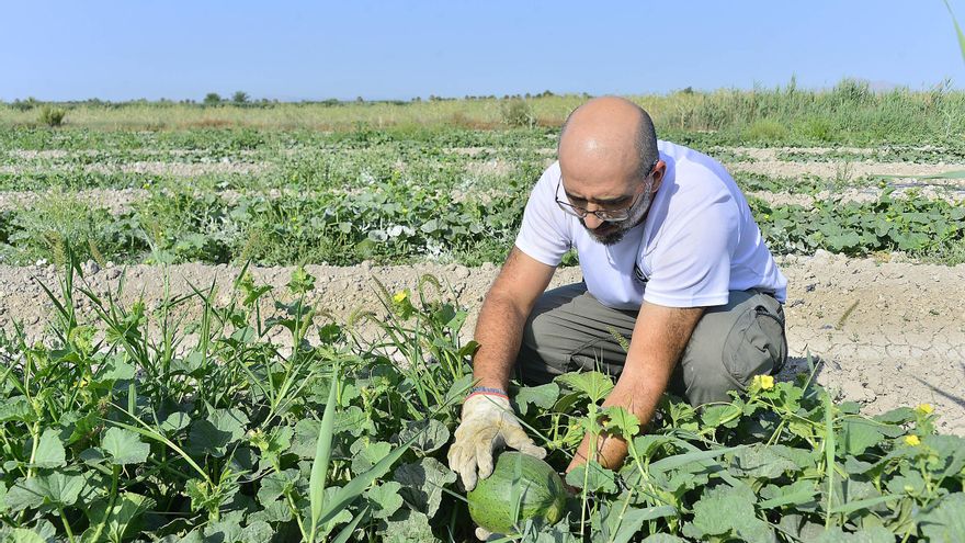 El melón de Carrizales de Elche se supera