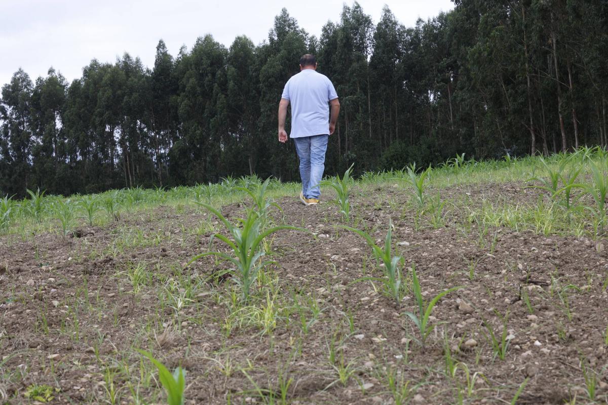 Campos de maíz de la comarca de Avilés por los problemas de sequía