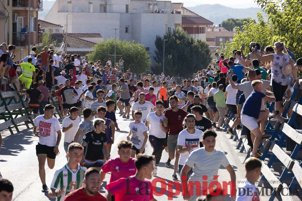 Cuarto encierro Feria del Arroz de Calasparra