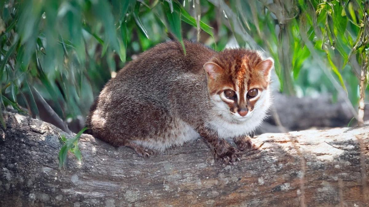 GATO REDESCUBIERTO | El misterioso gato de cabeza plana, del que solo quedan 2.500 ejemplares, ‘reaparece’ en Tailandia GATO REDESCUBIERTO | El misterioso gato de cabeza plana, del que solo quedan 2.500 ejemplares, ‘reaparece’ en Tailandia