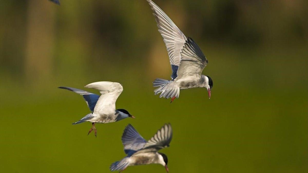 Pájaros en el Delta de l'Ebre.