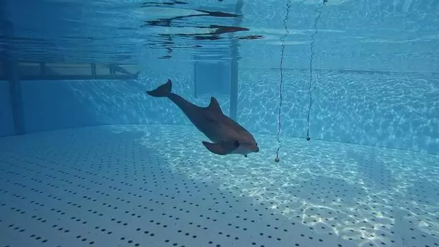 Uno de los delfines de Loro Parque durante el estudio